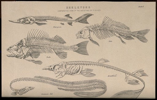 Skeletons of various fish: five figures, illustrating the skeletons of a sturgeon, a carp, a perch, a dogfish and a common eel. Line engraving, 1830/1870?