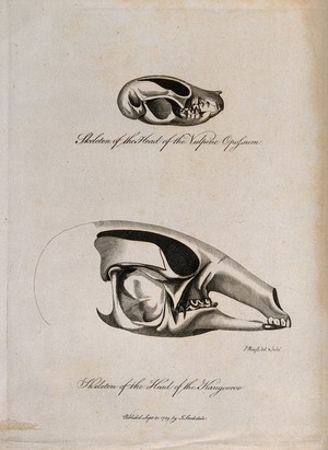 view Kangaroo and vulpine opossum skulls: side views. Etching by P. Mazell, 1789.