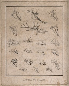 Skulls of various species of animal: 21 figures, including the skulls of a stag, an elephant, a cow, and a horse. Line engraving, 1790/1830?.