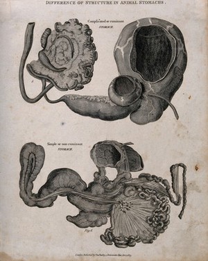 view Dissections of two animal stomachs: one ruminant, the other non-ruminant. Etching, 1823.