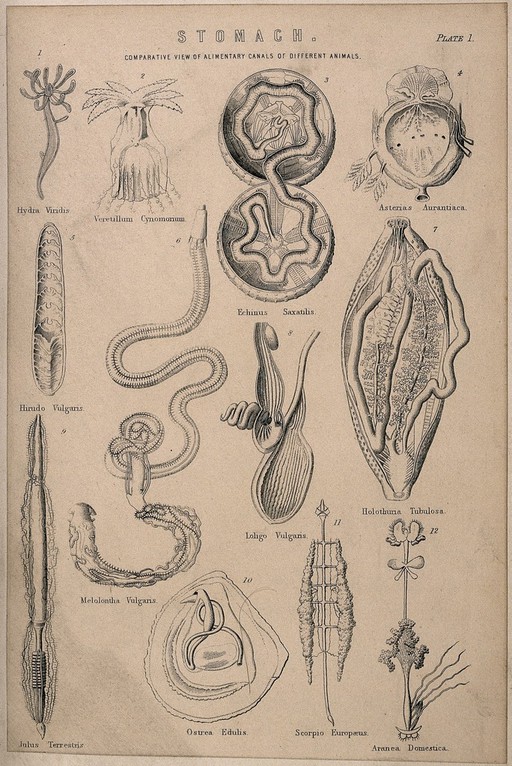 Dissections comparing the stomachs of various species of animal: twelve figures. Line engraving, 1830/1870?