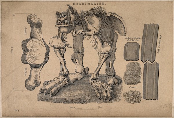 Skeleton of a megatherium, with details showing a vertebra, and sections of the teeth. Line engraving, 1830/1870?.