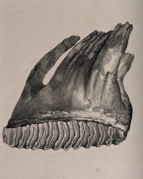 Tooth of an Asian elephant. Lithograph, 1850/1900?.