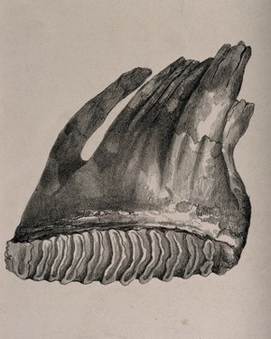 view Tooth of an Asian elephant. Lithograph, 1850/1900?.