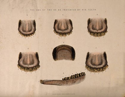 Ox's teeth: seven figures showing the stages of development in the teeth of oxes of different ages. Coloured etching, ca. 1860.