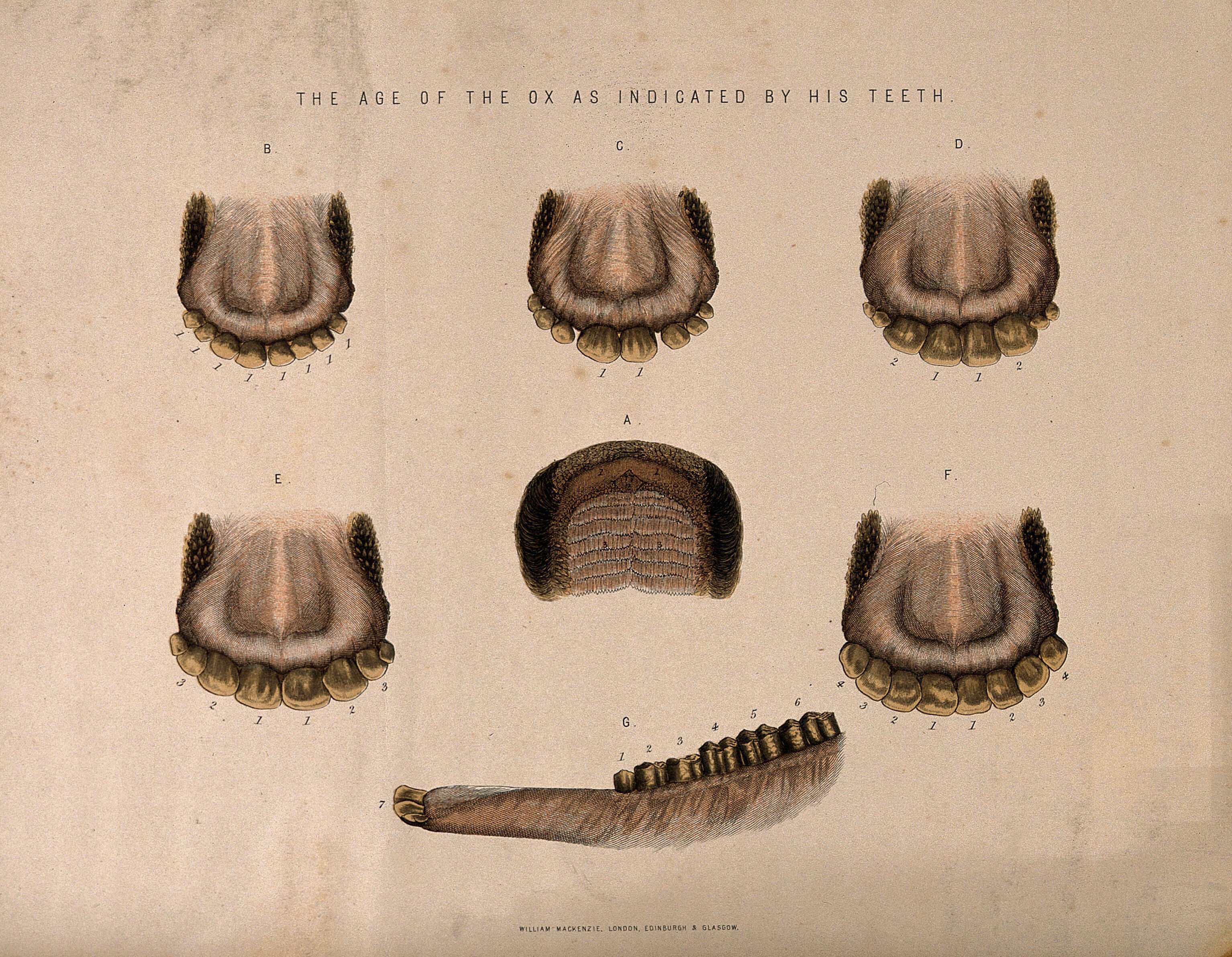 Ox's Teeth: Seven Figures Showing The Stages Of Development In The Teeth Of  Oxes Of Different Ages. Coloured Etching, Ca. 1860. | Wellcome Collection