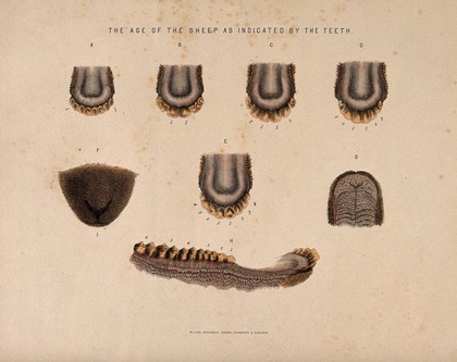 Sheep teeth: seven figures showing the stages of development in the teeth of sheep of different ages. Coloured etching, ca. 1860.