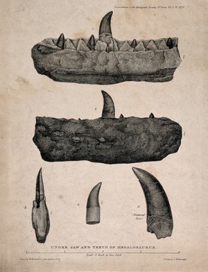 view Megalosaurus teeth and lower jaw. Lithograph, ca. 1822.