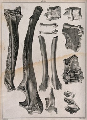 Fossilised dinosaur bones (?). Engraving with etching by J. Basire after T. Webster, 1810/1830?.