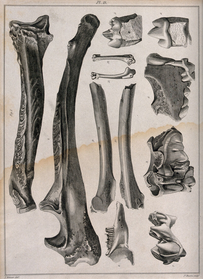 Fossilised dinosaur bones (?). Engraving with etching by J. Basire after T. Webster, 1810/1830?., [1810/1830?], by Thomas Webster