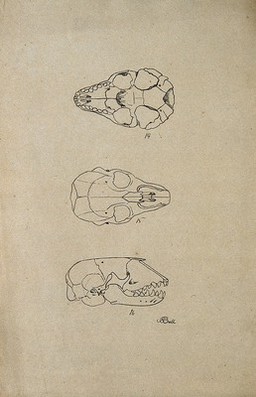 Animal skull, shown from beneath, above and from the side. Lithograph by R. Ball, 1857.