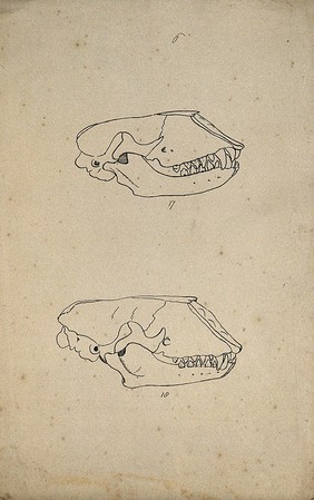 Two animal skulls, shown from the side. Lithograph by R. Ball (?) 1857.