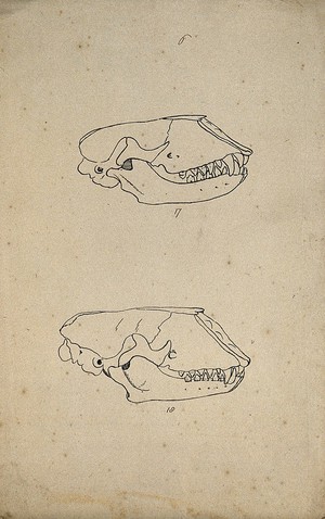 view Two animal skulls, shown from the side. Lithograph by R. Ball (?) 1857.