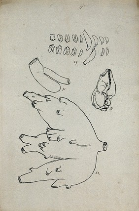 Animal teeth, shown with dissected arteries (?) and a skull. Lithograph by R. Ball (?), 1857.