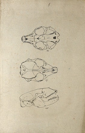 Animal skull, shown from beneath, above and from the side. Lithograph by R. Ball (?), 1857.