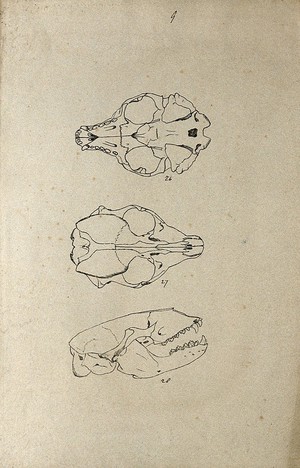 view Animal skull, shown from beneath, above and from the side. Lithograph by R. Ball (?), 1857.