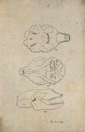 view Animal skull, shown from beneath, above and from the side. Lithograph by R. Ball (?), 1857.