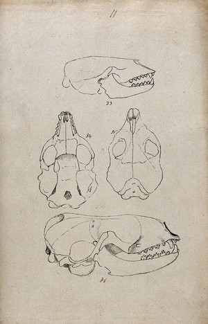view Animal skull, shown from beneath, above and from the side: four figures. Lithograph by R. Ball (?), 1857.