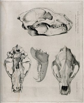 Skull of a three-year-old brown bear: four figures, showing the skull and jaw-bones. Etching, 1840/1870?.