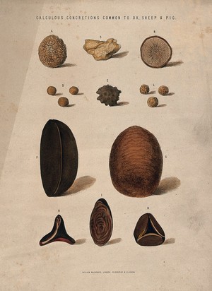 view Stones found in oxen, sheep and pigs: eleven figures. Coloured etching, 1840/1860?.