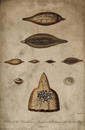 Flounders (parasites?) responsible for causing rot in sheep. Coloured etching, 1800.