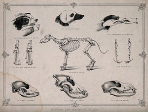 Anatomy of a dog: nine figures, showing the skeletons and skulls of  different breeds of dog and including demonstrations of the administering  of medicine. Lithograph, 1860/1900?.