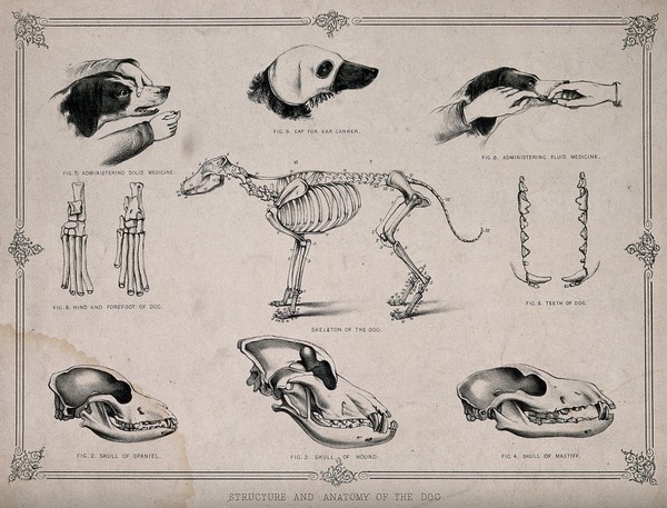 Anatomy of a dog: nine figures, showing the skeletons and skulls of different breeds of dog and including demonstrations of the administering of medicine. Lithograph, 1860/1900?.