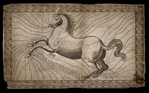 view Diagram of a horse in motion, indicating the location of sixty different maladies on the body. Engraving, 17--?.