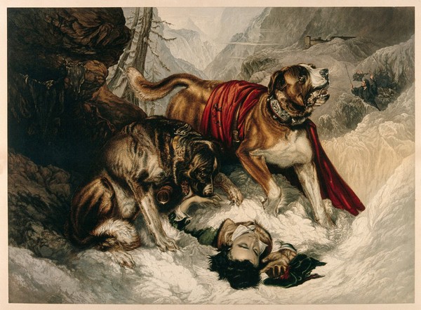 Two St. Bernard dogs find an injured man, while one tries to revive him the other alerts the rescue party of his presence. Chromolithograph after E. Landseer, 1860/1880.