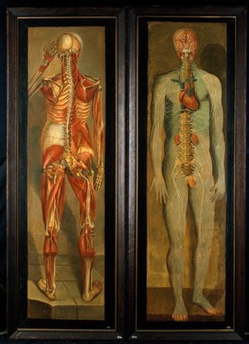 A standing figure showing the vertebral column, nerves, kidneys, heart and brain. Oil painting by Jacques-Fabien Gautier D'Agoty, 1764/1765.