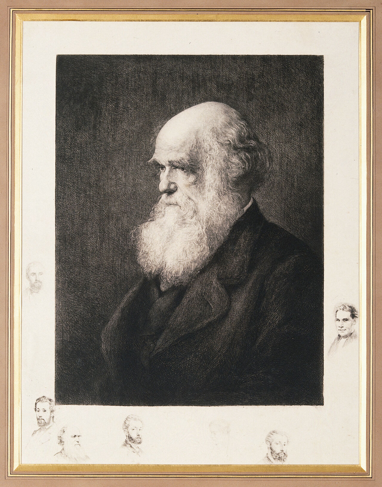 Charles Robert Darwin. Etching by P.A. Rajon, ca. 1877, after W.W. Ouless, 1875., by Walter William Ouless