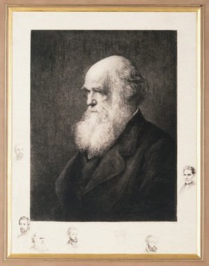 view Charles Robert Darwin. Etching by P.A. Rajon, ca. 1877, after W.W. Ouless, 1875.