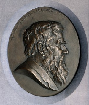 view Alfred Russel Wallace. Plaster relief by A. Bruce-Joy.