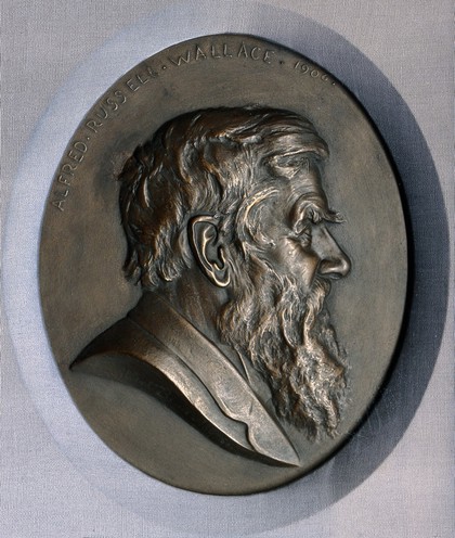 Alfred Russel Wallace. Plaster relief by A. Bruce-Joy.
