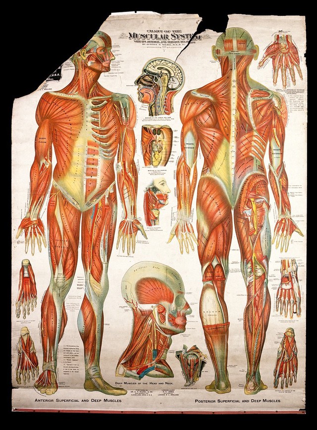 Muscles of the human body. Chromolithograph by Gustave H. Michel ...