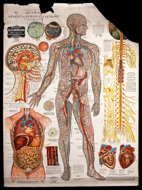 Arterial system of the human body. Chromolithograph by Gustave H. Michel.