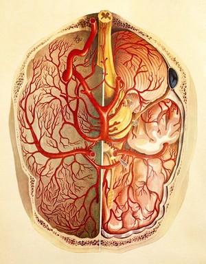 view Brain: posterior view. Colour lithograph by Brocades Great Britain Ltd.