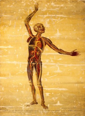 Principal blood vessels of the human body. Coloured stipple engraving by G. Cole after G. Kirtland, 1815.