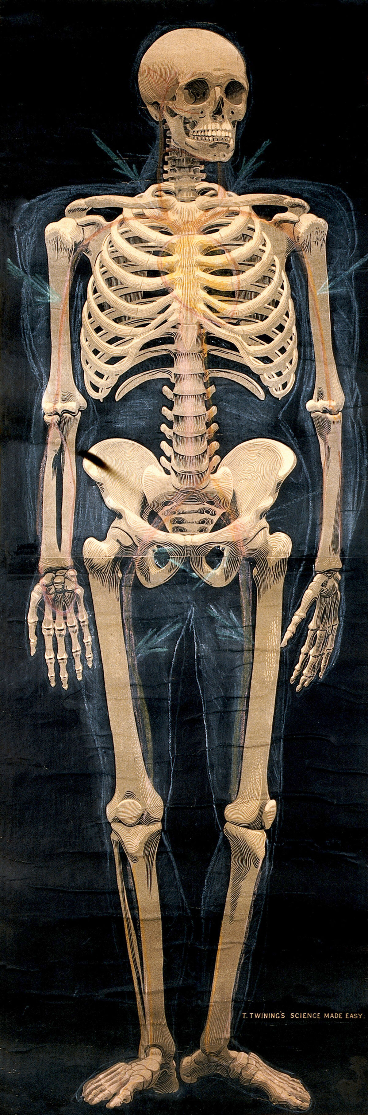 Human skeleton ante wellcome collection
