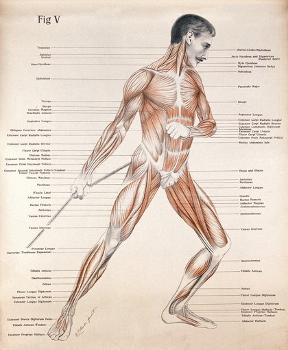 Artistic poses, plate V: a man, écorché, pulling a rope. Lithograph by Robert J. Colenso.