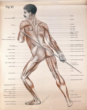 view Artistic poses, plate VI: a man, écorché, pulling a rope. Lithograph by Robert J. Colenso.