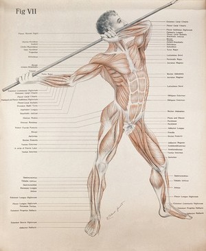 view Artistic poses, plate VII: a man écorché aiming a spear. Lithograph by Robert J. Colenso.