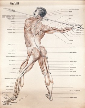 Artistic poses, plate VIII: a man, écorché, aiming a spear. Lithograph by Robert J. Colenso.