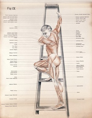 view Artistic poses, plate IX: a man écorché climbing a ladder. Lithograph by Robert J. Colenso.