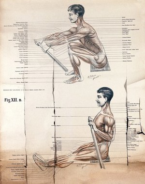 view Artistic poses, plates XIIA & B: a man rowing. Lithograph by Robert J. Colenso.