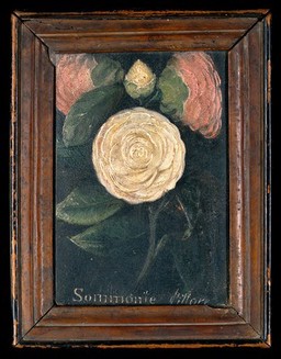 Pink and white roses. Oil painting by Summonte, 18--.