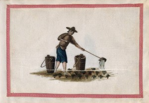 view A man watering tea plants. Gouache by a Chinese artist, ca. 1850.