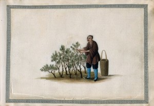 view A man tending tea plants. Gouache by a Chinese artist, ca. 1850.