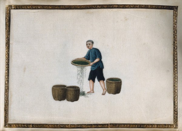 A man tossing (?) tea leaves in a shallow basket, to help the release enzymes (?) necessary for oxidation. Gouache by a Chinese artist, ca. 1850.