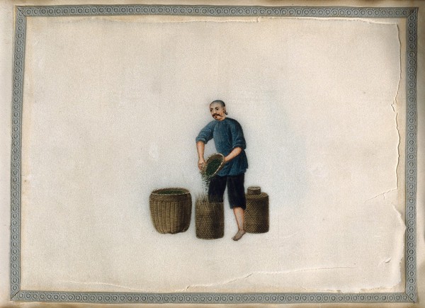 A man fills a woven container with tea leaves poured from a small basket. Painting by a Chinese artist, ca. 1850.